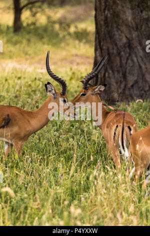 Impala (Aepyceros melampus) hommes avec red-billed oxpeckers dans Parc national de Tarangire, Tanzanie Banque D'Images