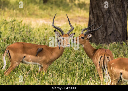 Impala (Aepyceros melampus) hommes avec red-billed oxpeckers dans Parc national de Tarangire, Tanzanie Banque D'Images