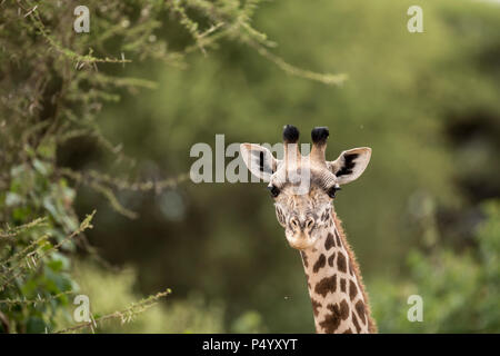 Les Masais Girafe (Giraffa camelopardalis tippelskirchi) portrait en parc national de Tarangire, Tanzanie Banque D'Images
