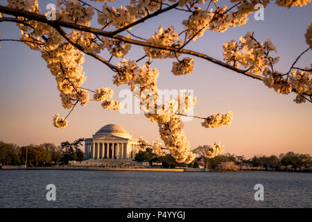 Le Jefferson Memorial encadrée par des cerisiers en fleurs au cours de la Cherry Blossom Festival à Washington, DC Banque D'Images