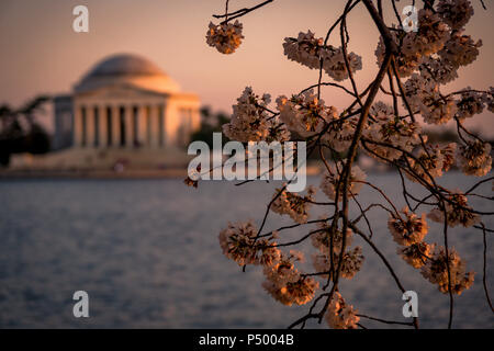 Le Jefferson Memorial encadrée par des cerisiers en fleurs au cours de la Cherry Blossom Festival à Washington, DC Banque D'Images