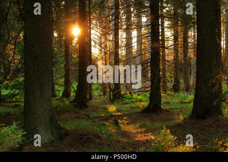 Coucher de soleil romantique dans une forêt dans les montagnes du Harz, une chaîne de montagnes basses en Allemagne. Banque D'Images