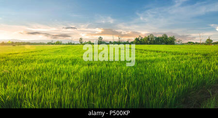 Paysage du riz et les semences de riz dans la ferme avec beau ciel bleu, champ de riz biologique avec le vert et l'or le riz paddy, plante croissante et l'agriculture Banque D'Images