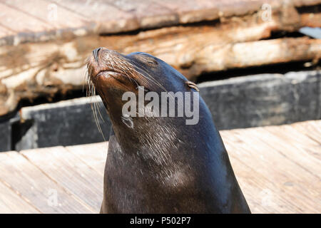 Un lion de mer bois sa tête en l'air et aime les rayons. Les Lions de mer à San Francisco Pier 39, Fisherman's Wharf est devenue l'un des principaux tourist attirer Banque D'Images