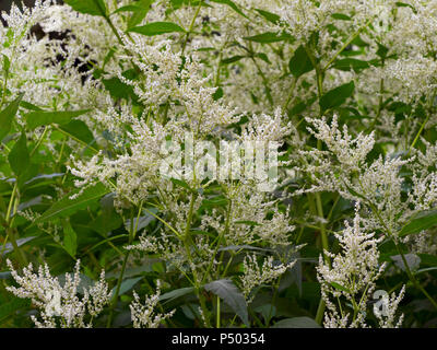 Persicaria polymorpha fleur polaire géant Banque D'Images