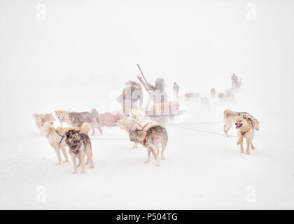 Le Groenland, ski tourer huskies et Banque D'Images