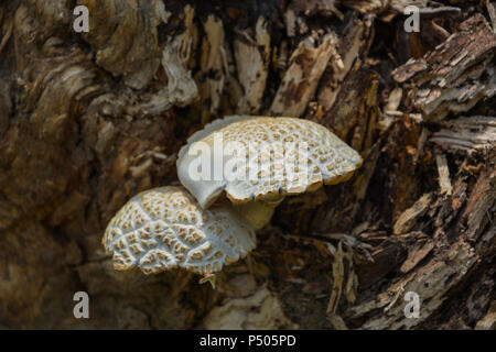 Vert, brun et blanc sur les champignons en bois ancien journal. Groupe de plus en plus de champignons dans la forêt d'automne près de old log avec Moss. Photo de champignons. La forêt. Banque D'Images