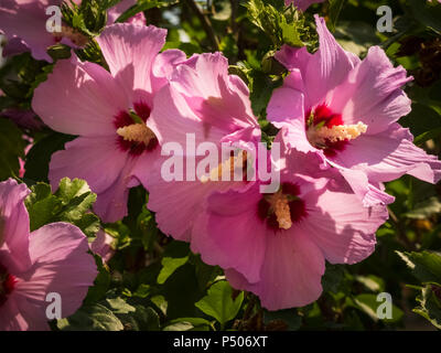 Hibiscus rosa-sinensis. Chinois rose mauve rose de capitules. Banque D'Images