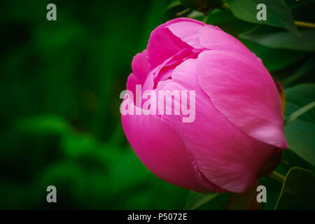 Fleur de pivoine rose tête sur fond naturel vert avec beaucoup d'espace de copie sur le côté gauche. Banque D'Images