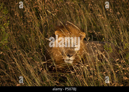 Lion mâle dans la brousse à la direction de l'appareil photo Banque D'Images