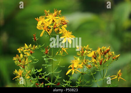 Saint John's wort commun, millepertuis, jaune, fleurs sauvages, plantes médicinales en fleur. Banque D'Images