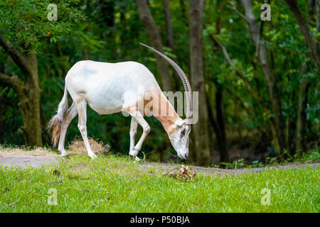 Kilimanjaro Safaris est une attraction safari au Disney's Animal Kingdom à Walt Disney World Resort à Lake Buena Vista, en Floride. Banque D'Images