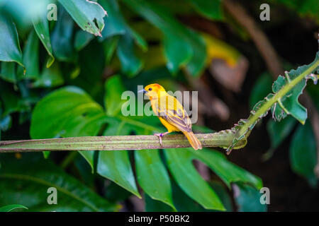Kilimanjaro Safaris est une attraction safari au Disney's Animal Kingdom à Walt Disney World Resort à Lake Buena Vista, en Floride. Banque D'Images
