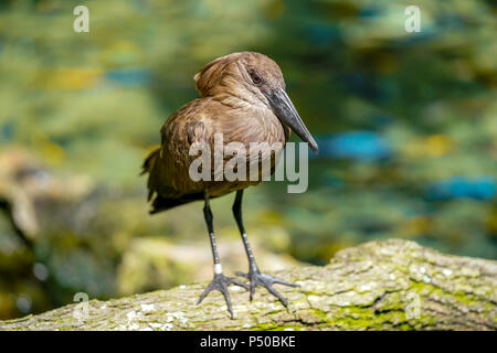 Kilimanjaro Safaris est une attraction safari au Disney's Animal Kingdom à Walt Disney World Resort à Lake Buena Vista, en Floride. Banque D'Images