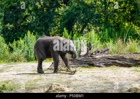 Kilimanjaro Safaris est une attraction safari au Disney's Animal Kingdom à Walt Disney World Resort à Lake Buena Vista, en Floride. Banque D'Images