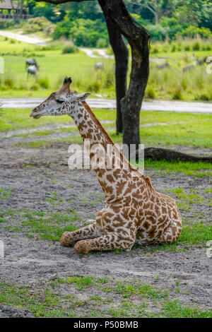 Kilimanjaro Safaris est une attraction safari au Disney's Animal Kingdom à Walt Disney World Resort à Lake Buena Vista, en Floride. Banque D'Images