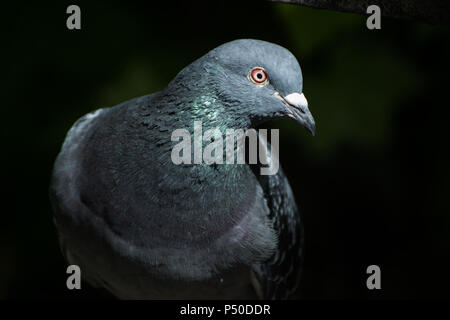 Close up d'un pigeon pris au Jardin Botanique à Glasgow Banque D'Images