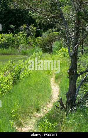 Le sentier du marais à Crowes pâturage dans East Dennis, Massachusetts à Cape Cod, USA Banque D'Images