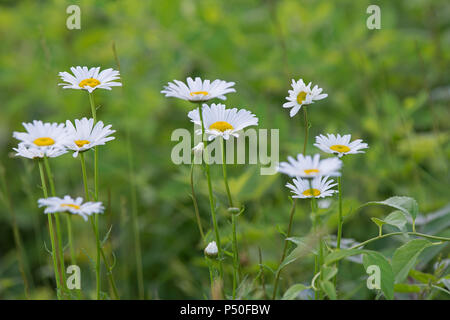 Les marguerites sauvages le long du sentier du marais à Crowes pâturage dans East Dennis, Massachusetts à Cape Cod, USA Banque D'Images