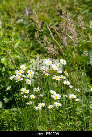 Les marguerites sauvages le long du sentier du marais à Crowes pâturage dans East Dennis, Massachusetts à Cape Cod, USA Banque D'Images