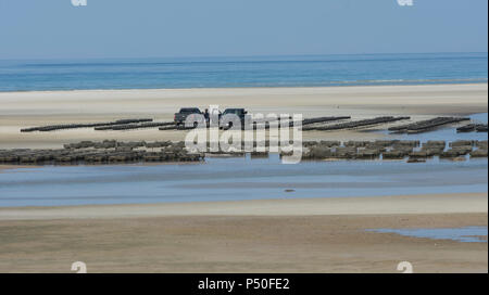 La plage et l'ostréiculture à Crowes pâturage dans East Dennis, Massachusetts à Cape Cod, USA Banque D'Images