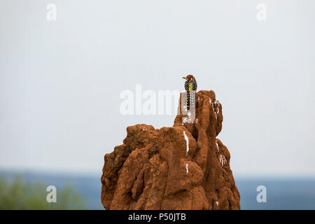 Le rouge-et-jaune Barbet (Trachyphonus erythrocephalus) perché sur une termitière dans Parc national de Tarangire, Tanzanie Banque D'Images