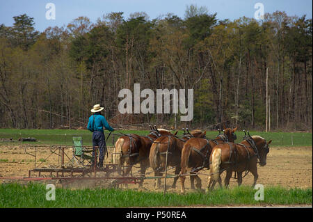 Homme Amish champ de labour avec une équipe de chevaux Banque D'Images
