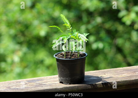 Ou caroubier Ceratonia siliqua ou caroube bush ou St John's-pain ou de caroubes petit jeune plante en pot de fleur noire sur planche de bois dans des sunlig Banque D'Images