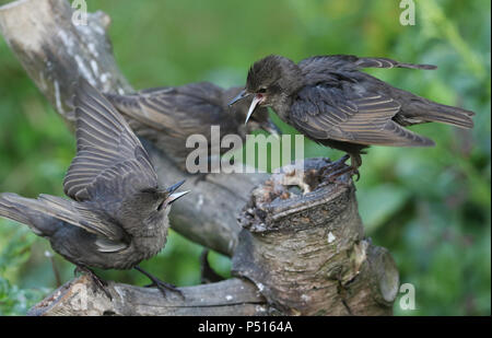 Deux jeunes etourneau sansonnet (Sturnus vulgaris) perché sur une souche d'arbre avec leur bec ouvert et les ailes écartées. Les jeunes oiseaux ont été battus pour la nourriture. Banque D'Images