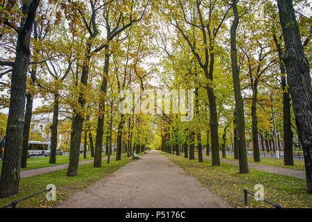 Saint-pétersbourg, Russie - Oct 7, 2016. Arbres au parc d'automne à Saint Pétersbourg, Russie. Banque D'Images