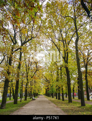 Saint-pétersbourg, Russie - Oct 7, 2016. Arbres au parc d'automne à Saint Pétersbourg, Russie. Banque D'Images