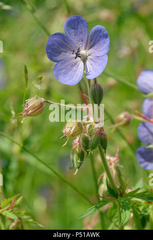 Géranium sanguin Geranium pratense Meadow - Fleur & bourgeons Banque D'Images