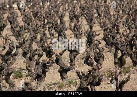 Domaine de la vigne. souches dans l'hiver. Alt Penedes. Province de Barcelone. La Catalogne. L'Espagne. Banque D'Images