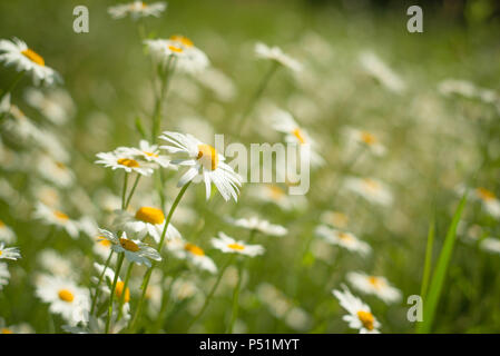 Marguerites dans un pré en Ecosse en été Banque D'Images