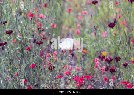 Fleurs ; Rosenborg Castle Gardens, Copenhague, Danemark Banque D'Images