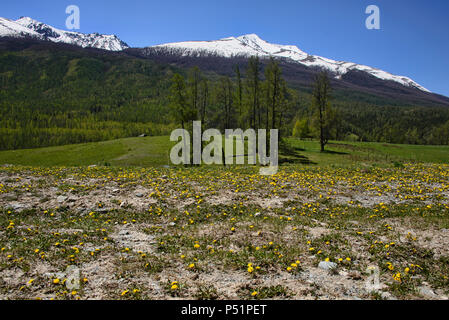 Superbe paysage du nord au Parc National du lac Kanas, Xinjiang, Chine Banque D'Images