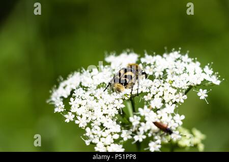 Une petite et belle beetle en noir et jaune se trouve sur l'inflorescence d'une usine de blanc. Fleurs poussent dans un petit parc. Banque D'Images