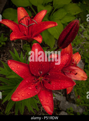 Jardin des fleurs de lys rouge humide pluie d'été. Banque D'Images