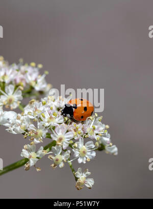 Septième place Coccinelle (Coccinella septempunctata) sur le capitule de cow parsley Banque D'Images
