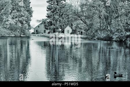 Vue d'automne d'un bassin tranquille avec des canards. Banque D'Images