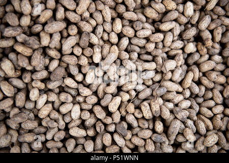 Gros plan sur les arachides rôties en coque (Arachis hypogaea) au marché de Yoff, Dakar, Sénégal. Banque D'Images