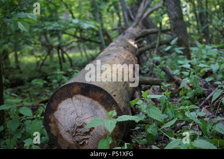 Arbre abattu laissé à l'abandon dans la forêt Banque D'Images