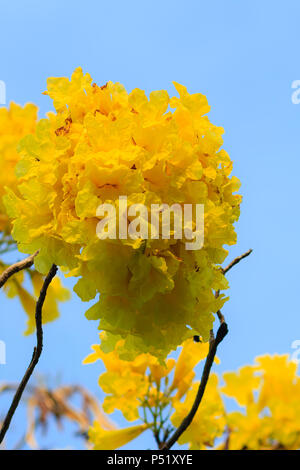 Libre belle fleur jaune d'arbre à trompettes d'argent (arbre d'or, arbre à trompettes d'argent paraguayenne, Tabebuia aurea), coloré fleurs jaunes sont sur Banque D'Images