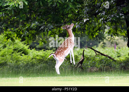 Chevreuil dans Knole Park, Sevenoaks Banque D'Images