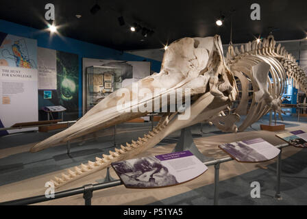 Squelette de cachalot (Physeter macrocephalus) à New Bedford Whaling Museum, New Bedford, comté de Bristol, Massachusetts, USA Banque D'Images