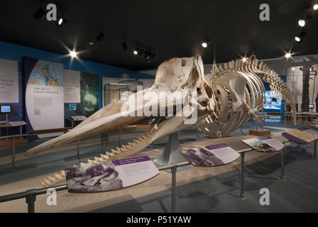 Squelette de cachalot (Physeter macrocephalus) à New Bedford Whaling Museum, New Bedford, comté de Bristol, Massachusetts, USA Banque D'Images