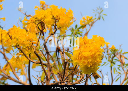 Libre belle fleur jaune d'arbre à trompettes d'argent (arbre d'or, arbre à trompettes d'argent paraguayenne, Tabebuia aurea), coloré fleurs jaunes sont sur Banque D'Images