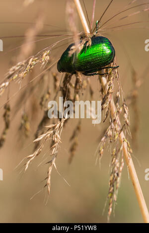 Un vert lumineux bettle reposant doucement sur un épi de blé. Banque D'Images