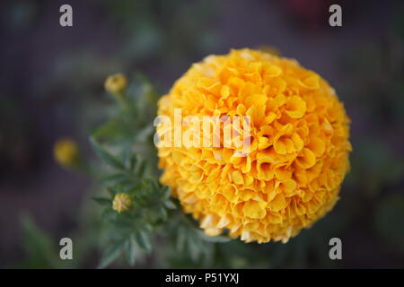 Belles fleurs jaune Tagetes patula close up Banque D'Images