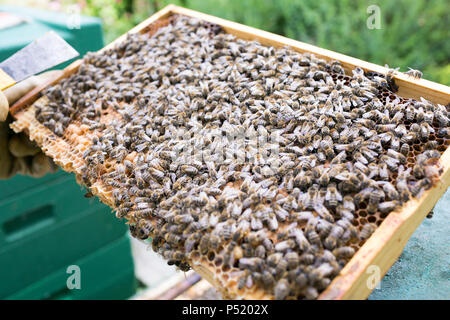 Kiel, Allemagne - miel avec les abeilles Banque D'Images